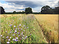 Wild Flowers by the Footpath in RG7 6PG
