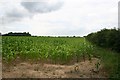 Maize crop near Tittleshall in PE32 2PQ