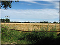 Ripening barley south of Quaker Lane in NR10 3PN
