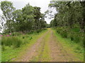 Farm track in Kinrive Wood in IV18 0PF
