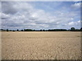 Large crop field near Thorpe Constantine in B79 0LL