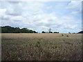 Crop field near No Man's Heath in B79 0NW