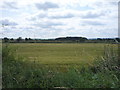 Crop field near No Man's Heath in B79 0NP