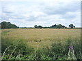 Crop field off Newton Lane in CV13 0QU