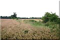 Wheat field near Tittleshall in PE32 2PW