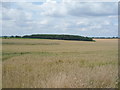 Crop field west off Ibstock Road (A447) in CV13 0QX