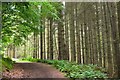 Woodland track on Gala Hill in TD1 1JN