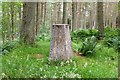 Summit trig pillar, Gala Hill in TD1 3NP