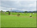 Field with cows at Newton Reigny in CA11 0AP