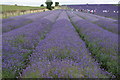 View along the rows of lavender at the bottom of the hill in Hitchin Lavender in SG5 3TR