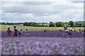 View of people among the lavender in Hitchin Lavender in SG5 3TR