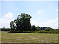 Tree at edge of field, Park Farm, nr Tewkesbury in GL20 7DL