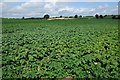 A field of Potatoes in HR6 9DG