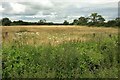 Meadow west of Woodgreen in SP6 2AG