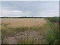 Crop field and hedgerow in DE72 2AF