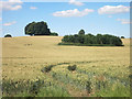 Round copse in a field in RG17 9AE