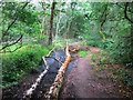 Dead Trees and Mud on the Track in RG7 6RT
