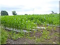 Field of maize near Newton Rigg College in CA11 0AA