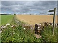 Barley field beside Mile Lane in CA11 9BS