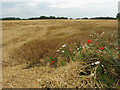 Harvested field near Heath Road in NR11 6XA