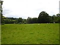 Pasture at Manafon in SY21 8BL