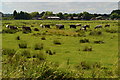 Cows grazing at Lower Farm in B76 9AF
