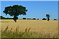 Trees in crop field near Curdworth in B76 9EX