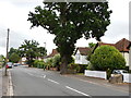 Mature Oaks on Ember Lane with One Remaining Stump in KT10 8EP
