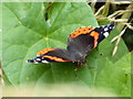 Red Admiral butterfly (Vanessa atalanta) in Siddington