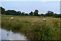 Sheep in field beside Oxford Canal in CV21 4PN