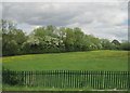 View from a Rugby-Crewe train - blossom and summer flowers in a field in CV23 0HU
