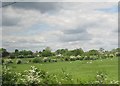 View from a Rugby-Crewe train - sheep grazing near Shilton in CV7 9JS