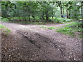 Permissive path at T-junction to public footpath in Egypt Woods in SL2 3LN