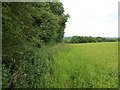 Field Edge at Hound Hill in ST14 8LJ