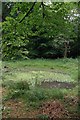Pond in Roughtalleys Wood in Epping Forest District