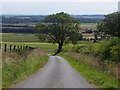 A lone tree by road down from The Caterhuns in DD9 7QR
