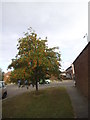 Rowan tree on Tithe Farm Road in LU5 5ST