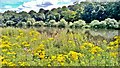 Ragwort by the River Trent in NG13 8NG
