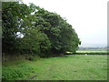 Field and mature hedgerow, Mathersgrave in DE55 6DE
