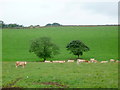 Cattle grazing, Butterley in DE4 5GF