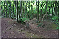 Standish Wood near the long barrow in GL6 6ER