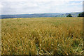Wheat field above Stroud in GL6 6ER