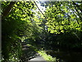 Tree lined towpath of the Union Canal in FK1 2PQ