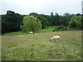 Sheep grazing, Millthorpe in S18 7WH