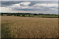 Wheat field by the footpath in MK18 4DU