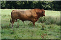 Bull near Lingards Wood in HD7 6LR