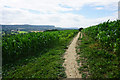 Path through a maize field in GL10 2JZ