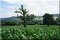 Maize field above Ebley in GL10 2JZ