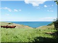 Cattle grazing above the valley that drops down to Scabbacombe Sands in TQ6 0EF