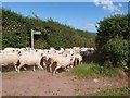 Sheep being driven down Scabbacombe Lane, near Kingswear, Devon in TQ6 0EF